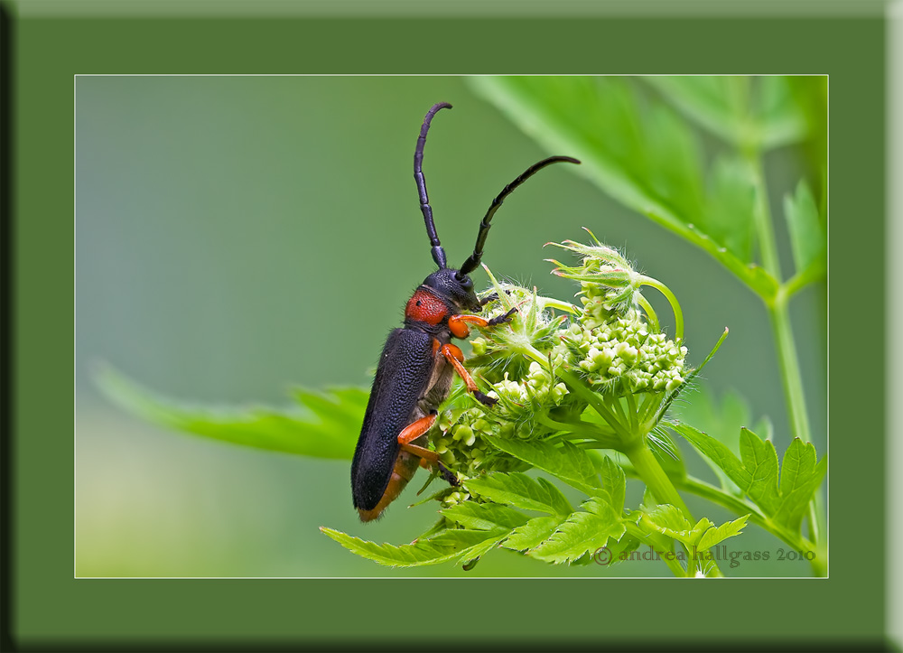 Conferma per Phytoecia affinis